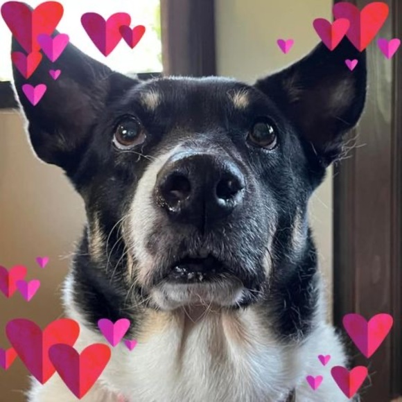 Meet your Posher, Diane - Picture 1 of 1